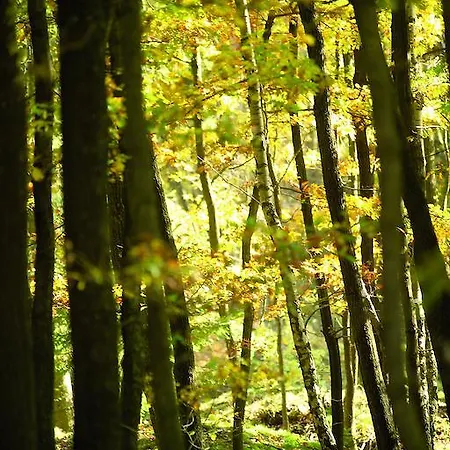 酒店 Gaestehaus Wilgersdorf Gmbh