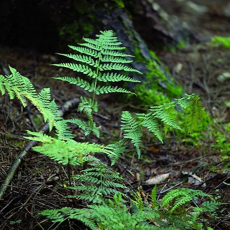 Hotel Gaestehaus Wilgersdorf Gmbh Wilnsdorf