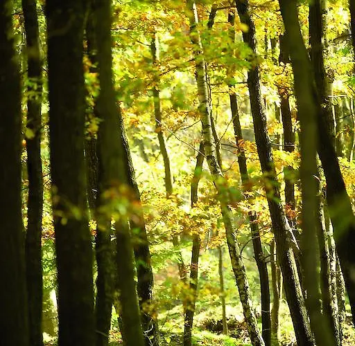 Hotel Gaestehaus Wilgersdorf Gmbh