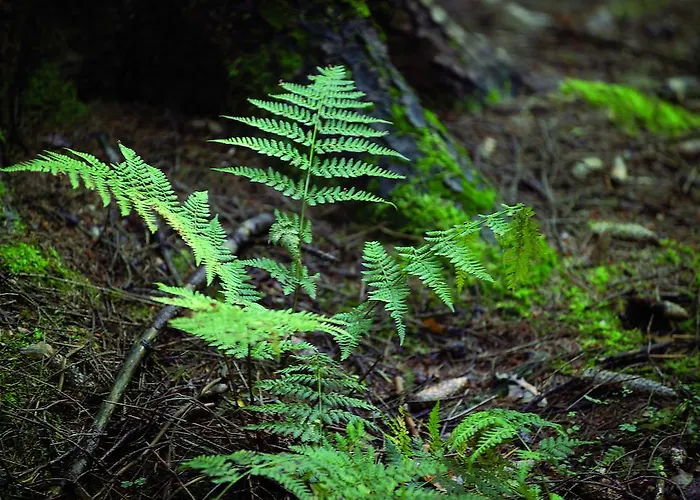 Hotel Gaestehaus Wilgersdorf Gmbh Wilnsdorf